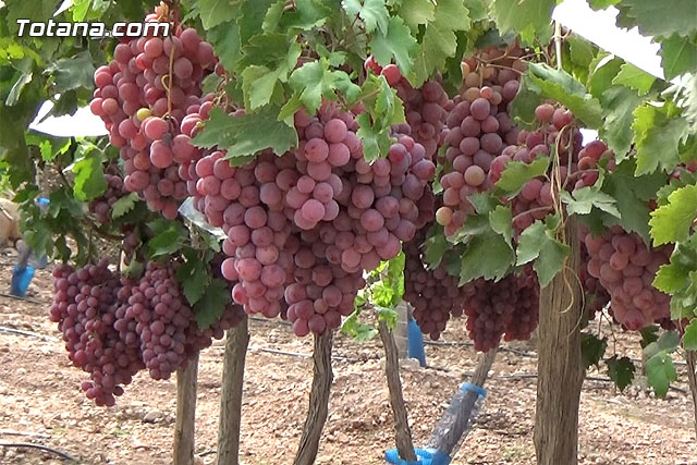 Se pone en marcha un dispositivo de seguridad para evitar los robos en parrales de uva de mesa - 7