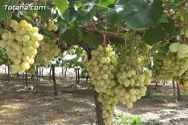 Se pone en marcha un dispositivo de seguridad para evitar los robos en parrales de uva de mesa - 8