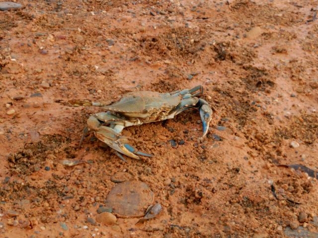 Ejemplar de cangrejo azul capturado en la desembocadura de la rambla de Las Moreras, Foto 1