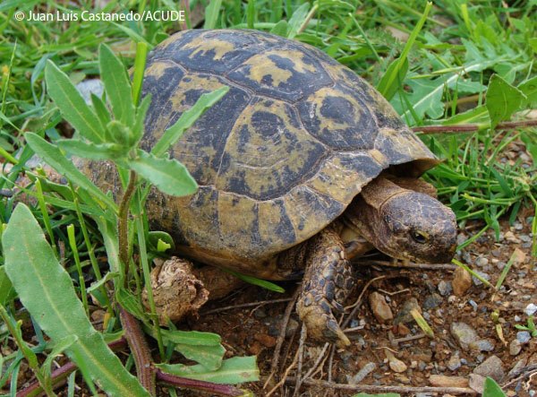 Denuncian que el Gobierno de la Región de Murcia sacrifica cientos de tortugas entregadas por particulares - 1, Foto 1