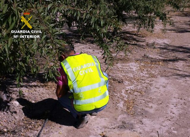 La Guardia Civil detiene a una decena de personas por la sustracción de almendra en fincas de la Región - 3, Foto 3