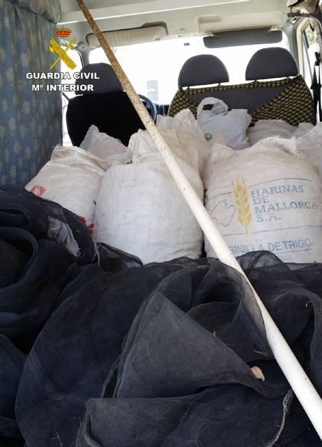 La Guardia Civil detiene a una decena de personas por la sustracción de almendra en fincas de la Región - 5, Foto 5