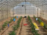 El IMIDA constata que los materiales de cubierta de los invernaderos pueden potenciar las caractersticas nutricionales del tomate