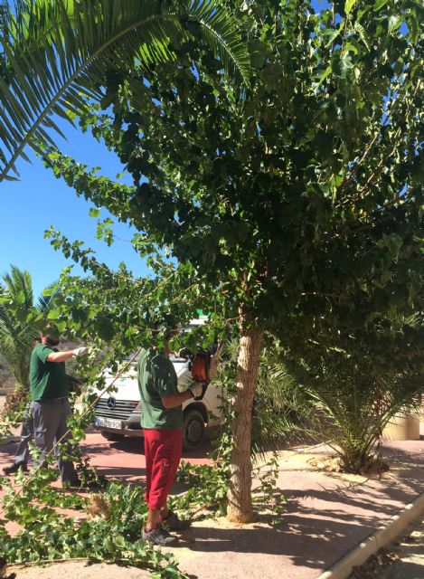 Comienzan en Ceutí las labores de poda de parques y jardines de otoño - 5, Foto 5