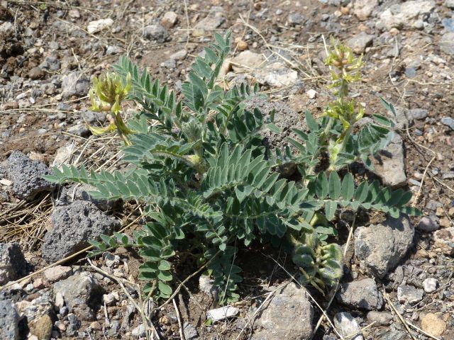 Ciudadanos Cartagena pide al Ayuntamiento que apoye la declaración del Garbancillo de Tallante como Planta del Año 2016 - 2, Foto 2
