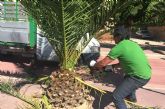 Comienzan en Ceutí las labores de poda de parques y jardines de otoño
