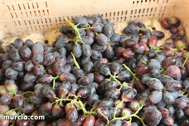 Martínez-Cachá destaca que la innovación y el desarrollo sitúan a los productores de uva de mesa murcianos líderes del mercado internacional, Foto 1