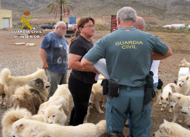 La Guardia Civil desmantela dos perreras clandestinas en Molina de Segura y Mazarrón - 2, Foto 2