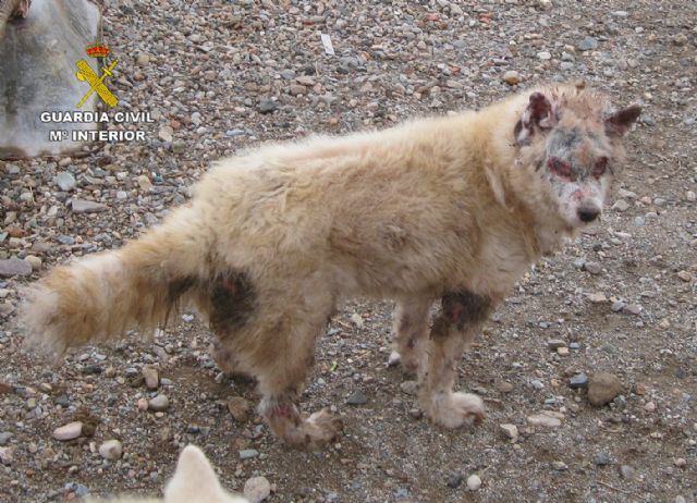 La Guardia Civil desmantela dos perreras clandestinas en Molina de Segura y Mazarrón - 3, Foto 3