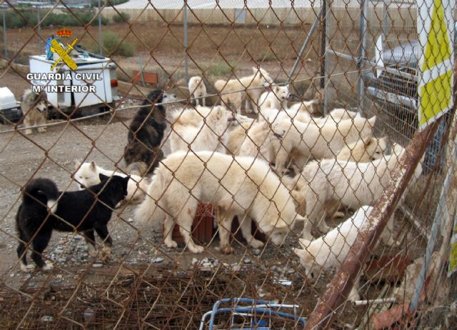 La Guardia Civil desmantela dos perreras clandestinas en Molina de Segura y Mazarrón - 4, Foto 4