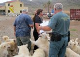 La Guardia Civil desmantela dos perreras clandestinas en Molina de Segura y Mazarrn