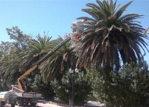 Las noches del 28 y 29 de septiembre se realizará un nuevo tratamiento contra el picudo rojo - 1, Foto 1