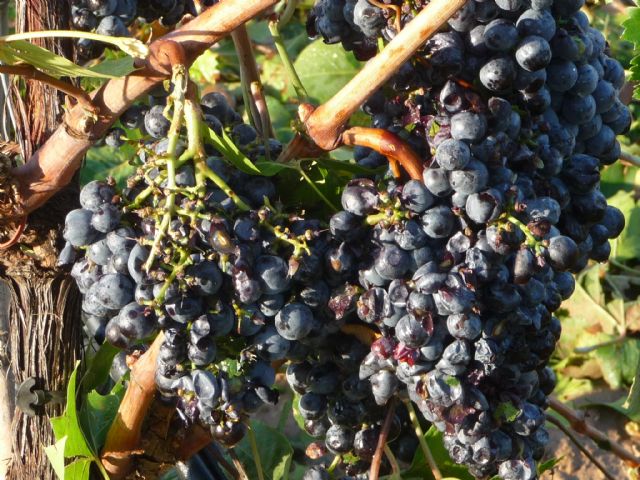 Más de 2.600 hectáreas del termino municipal de Yecla afectadas por la tormenta de lluvia y granizo de ayer - 1, Foto 1