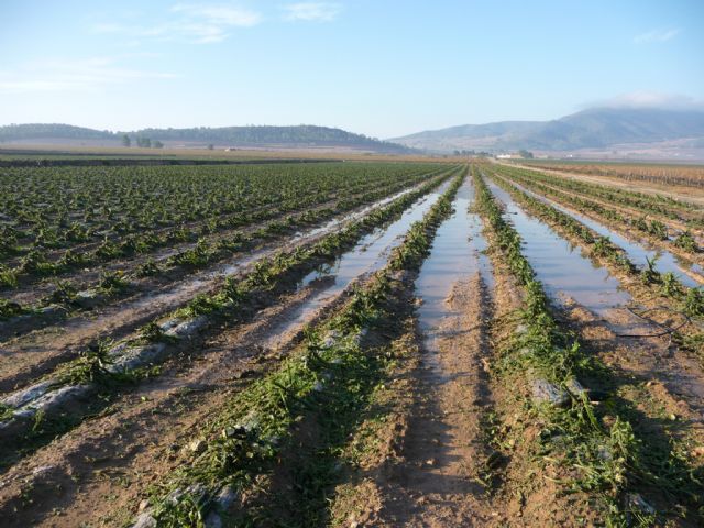 Más de 2.600 hectáreas del termino municipal de Yecla afectadas por la tormenta de lluvia y granizo de ayer - 2, Foto 2