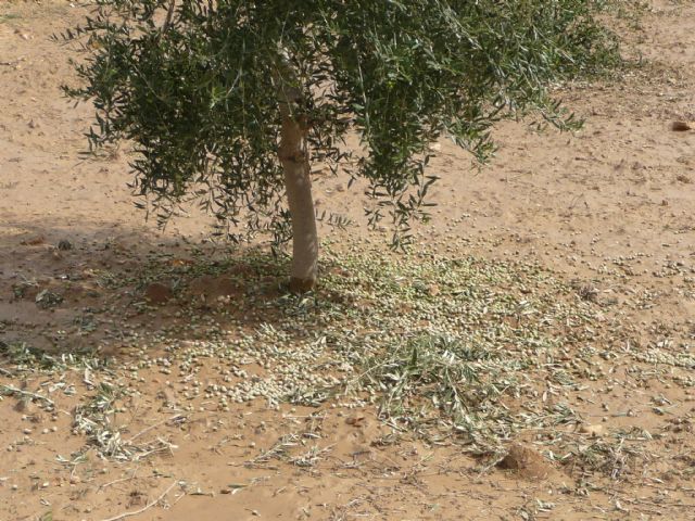 Más de 2.600 hectáreas del termino municipal de Yecla afectadas por la tormenta de lluvia y granizo de ayer - 3, Foto 3
