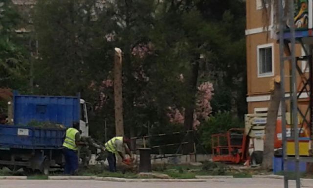 Cambiemos Murcia pide explicaciones sobre la tala de siete árboles en la estación de tren - 4, Foto 4