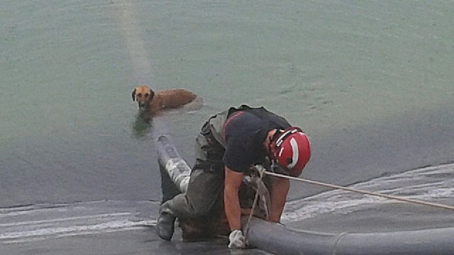 Bomberos del CEIS rescatan a 2 perros que haban cado a una balsa en Mazarrn, Foto 1