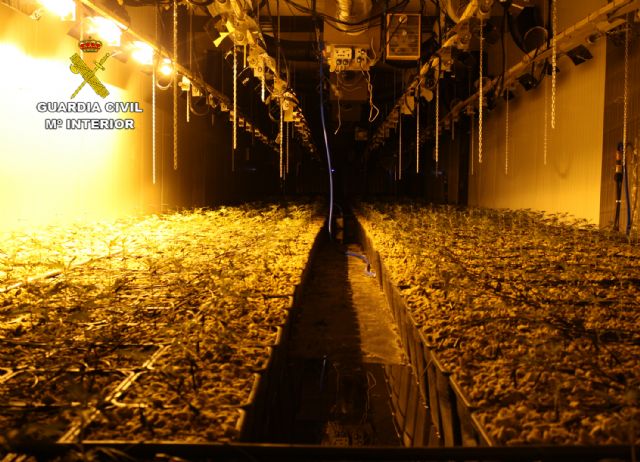 La Guardia Civil desmantela una organización criminal dedicada al macro cultivo y exportación de marihuana a Holanda - 2, Foto 2