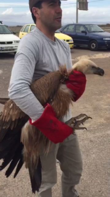 Rescatan en El Algar a un buitre extraviado - 1, Foto 1