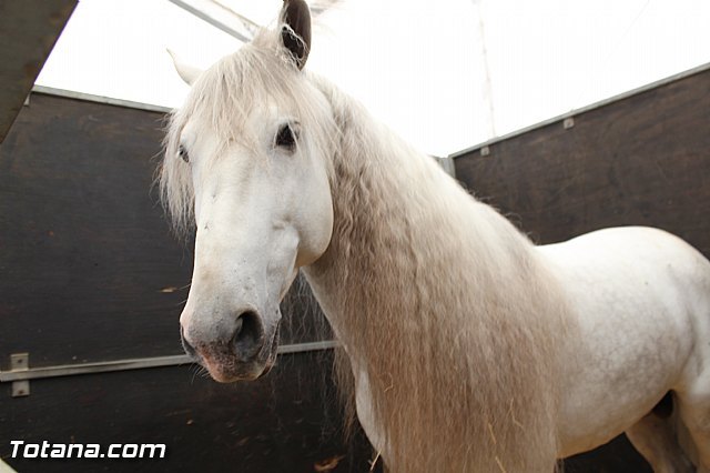 Faraones, maceteros nobles y cantineros de azahar, en la edición de FERICAB de este año - 1, Foto 1