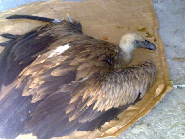 La Policía Local de Puerto Lumbreras rescata un buitre leonado herido - 1, Foto 1