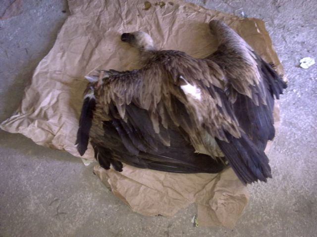 La Policía Local de Puerto Lumbreras rescata un buitre leonado herido - 2, Foto 2