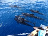 Mil avistamientos de cetceos y un fardo de hachs