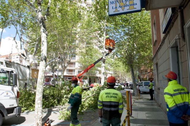 Jardines talará 17 árboles de la calle Príncipe de Asturias con peligro de caída - 1, Foto 1