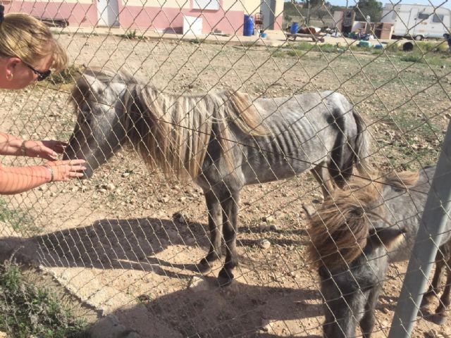 Rescatados dos ponis y un burro en estado de abandono - 1, Foto 1