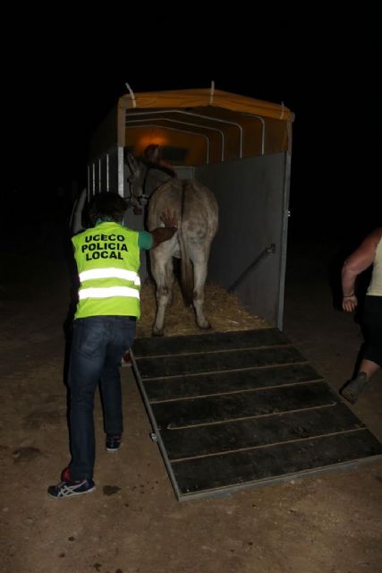 Rescatados dos ponis y un burro en estado de abandono - 2, Foto 2
