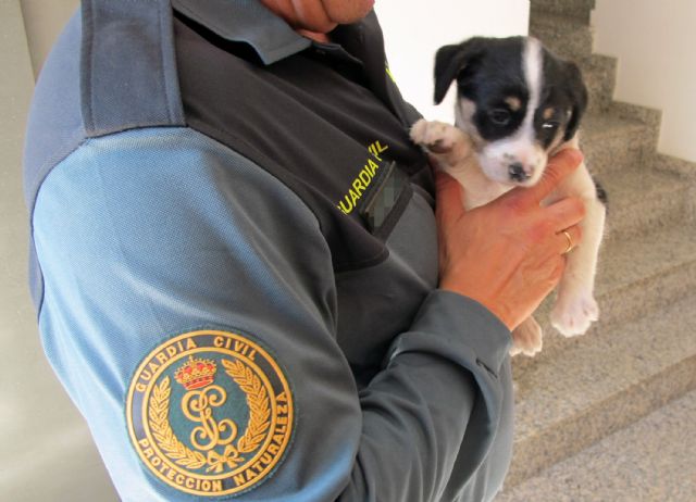 La Guardia Civil imputa a dos personas el abandono de un cachorro de perro - 1, Foto 1
