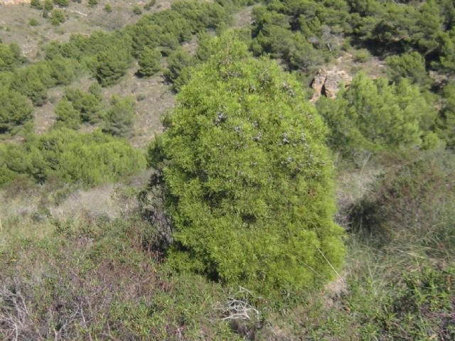 Medio Ambiente expone los trabajos del proyecto LIFE europeo para preservar los bosques de ciprés de Cartagena - 1, Foto 1