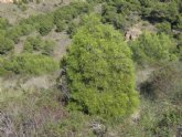 Medio Ambiente expone los trabajos del proyecto LIFE europeo para preservar los bosques de ciprs de Cartagena