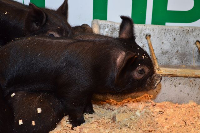 José María Alcaraz, de los Churrascos y Juan Regi, de La Cerdenaya,  cocinan en defensa del Chato Murciano frente al informe de la Organización Mundial de la Salud y celebran las Primeras Jornadas Gastronómicas del cerdo autóctono - 2, Foto 2