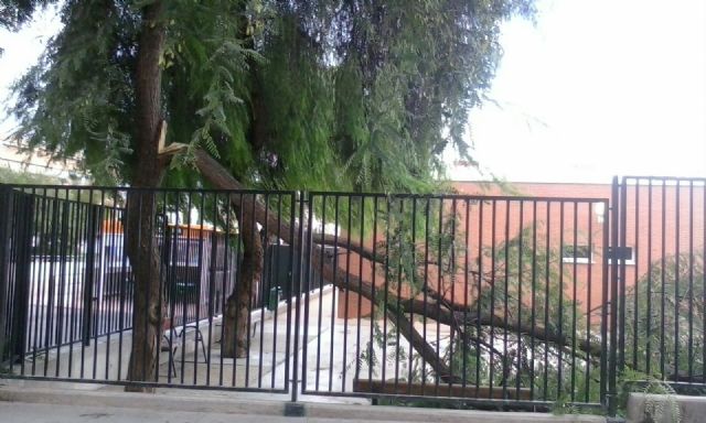 El PSOE exige a la Sra. Ibarra que ordene la revisión exhaustiva del inventario municipal de árboles ante los peligrosos desprendimientos de los últimos días en Lorca - 1, Foto 1
