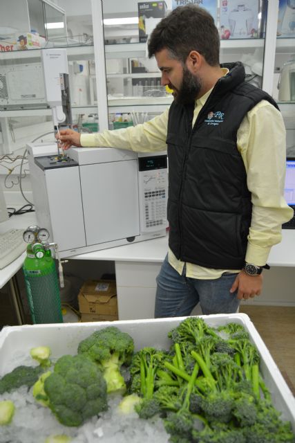 Una tesis de la UPCT demuestra los beneficios para la salud de la nueva variedad de brócoli Bimi - 1, Foto 1