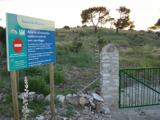 El Ayuntamiento de Bullas quiere recuperar el proyecto para la reintroducción del buitre y el madroño - 2, Foto 2