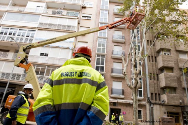 El Ayuntamiento proda y tala en dos días los árboles en mal estado de Príncipe de Asturias - 1, Foto 1