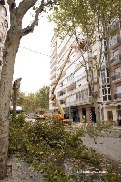 El Ayuntamiento proda y tala en dos días los árboles en mal estado de Príncipe de Asturias - 3, Foto 3