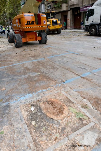 El Ayuntamiento proda y tala en dos días los árboles en mal estado de Príncipe de Asturias - 4, Foto 4