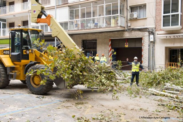 El Ayuntamiento proda y tala en dos días los árboles en mal estado de Príncipe de Asturias - 5, Foto 5