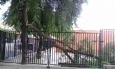 El PSOE exige a la Sra. Ibarra que ordene la revisión exhaustiva del inventario municipal de árboles ante los peligrosos desprendimientos de los últimos días en Lorca