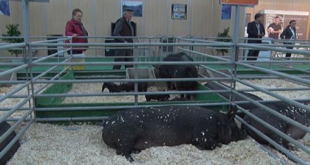 Pedro Antonio Sánchez destaca el gran escaparate que supone SEPOR, que demuestra el potencial ganadero murciano - 3, Foto 3