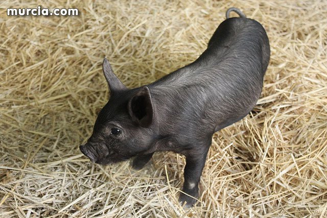 Éxito de participación en las primeras jornadas de SEPOR 2015 - 1, Foto 1