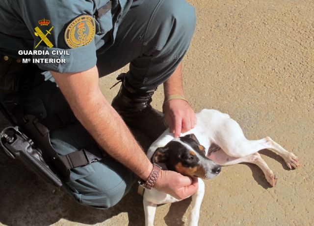 La Guardia Civil detiene a una persona por abandonar tres perros en Torre Pacheco - 1, Foto 1
