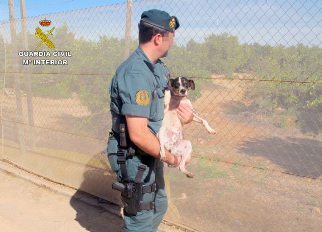 La Guardia Civil detiene a una persona por abandonar tres perros en Torre Pacheco - 2, Foto 2