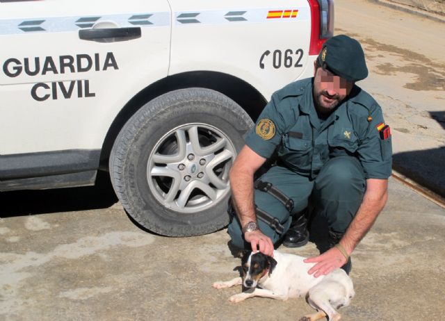 La Guardia Civil detiene a una persona por abandonar tres perros en Torre Pacheco - 3, Foto 3