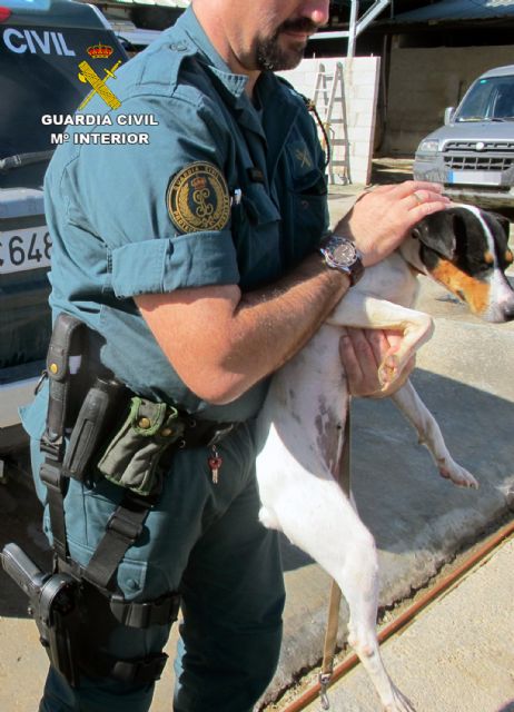 La Guardia Civil detiene a una persona por abandonar tres perros en Torre Pacheco - 4, Foto 4
