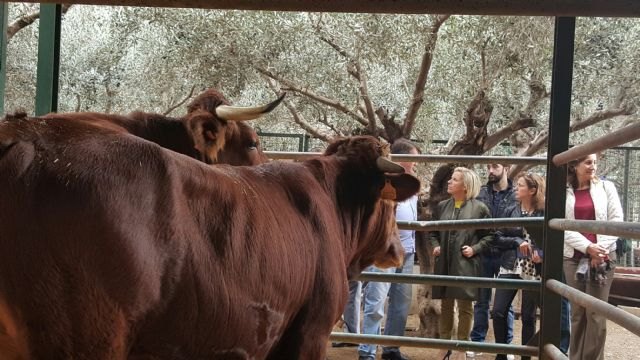 Agricultura trabaja en diversificar los usos de las razas autóctonas y la puesta en valor de las producciones ganaderas - 1, Foto 1