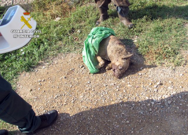 La Guardia Civil esclarece un delito de abandono animal en el que un perro fue atacado por el resto de la manada - 1, Foto 1